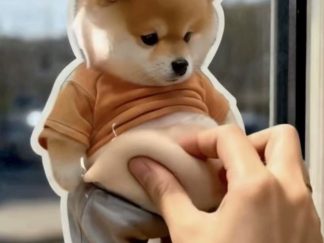 Juguete Squishy Perrito Panzón